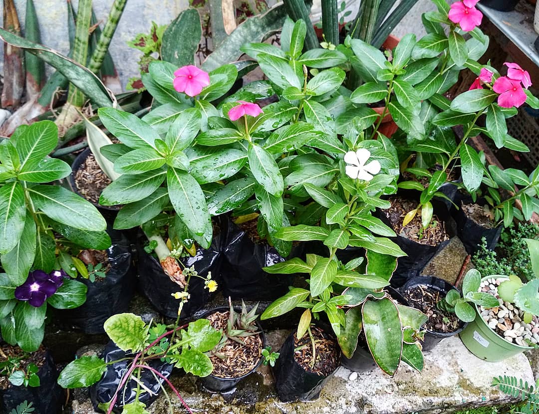 Geranium.jpg