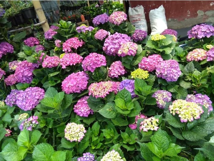 Hydrangea.jpg