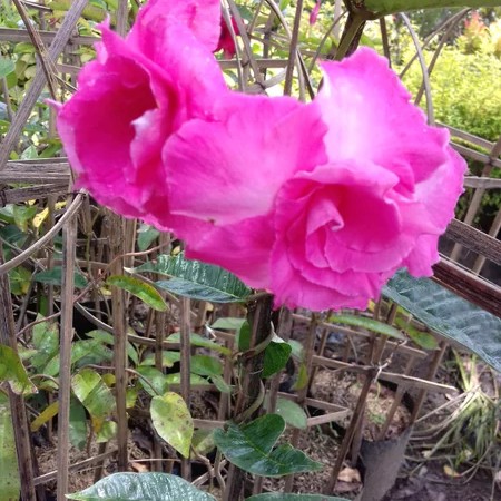 Mandevilla.jpg