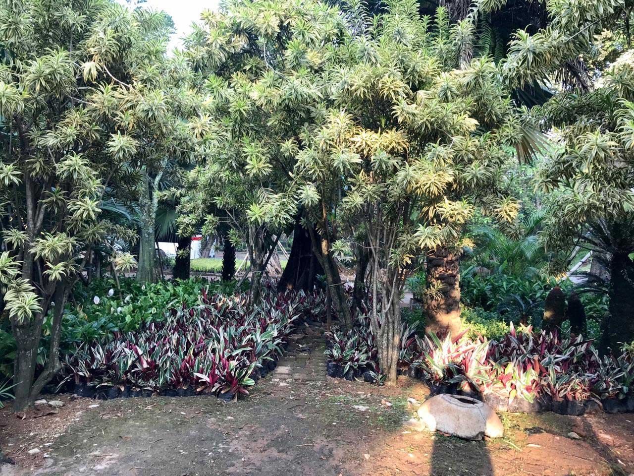 bintaro-5.jpg