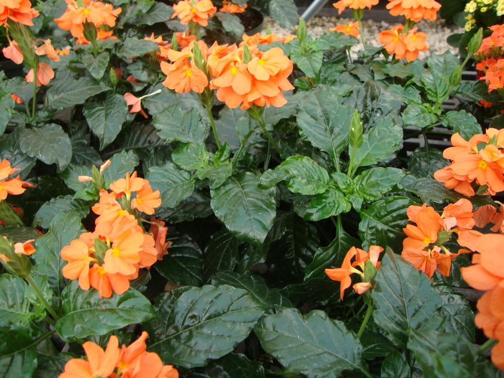 crossandra.jpg
